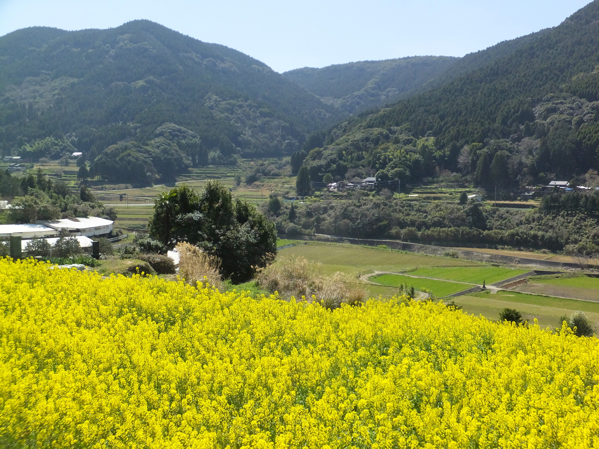 日本の風景 山村に菜の花の春 壁紙19x1440 壁紙館