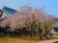 城福寺の枝垂れ桜(花筐桜)