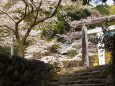 山の神社の桜