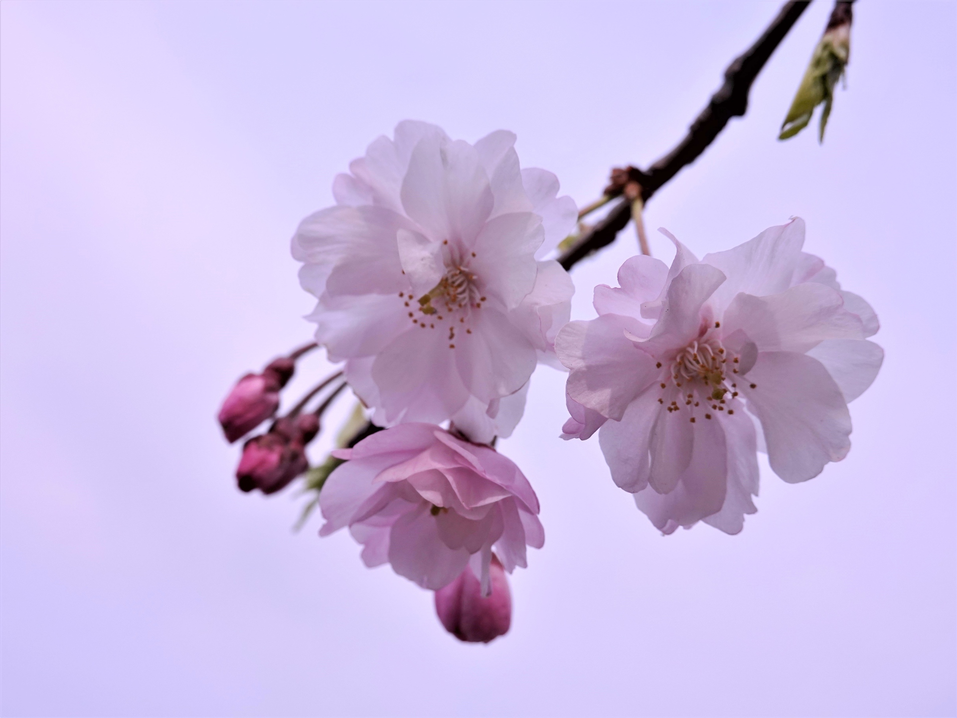 花 植物 陽光桜 壁紙19x1440 壁紙館