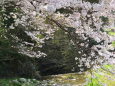 渓流に咲いている桜