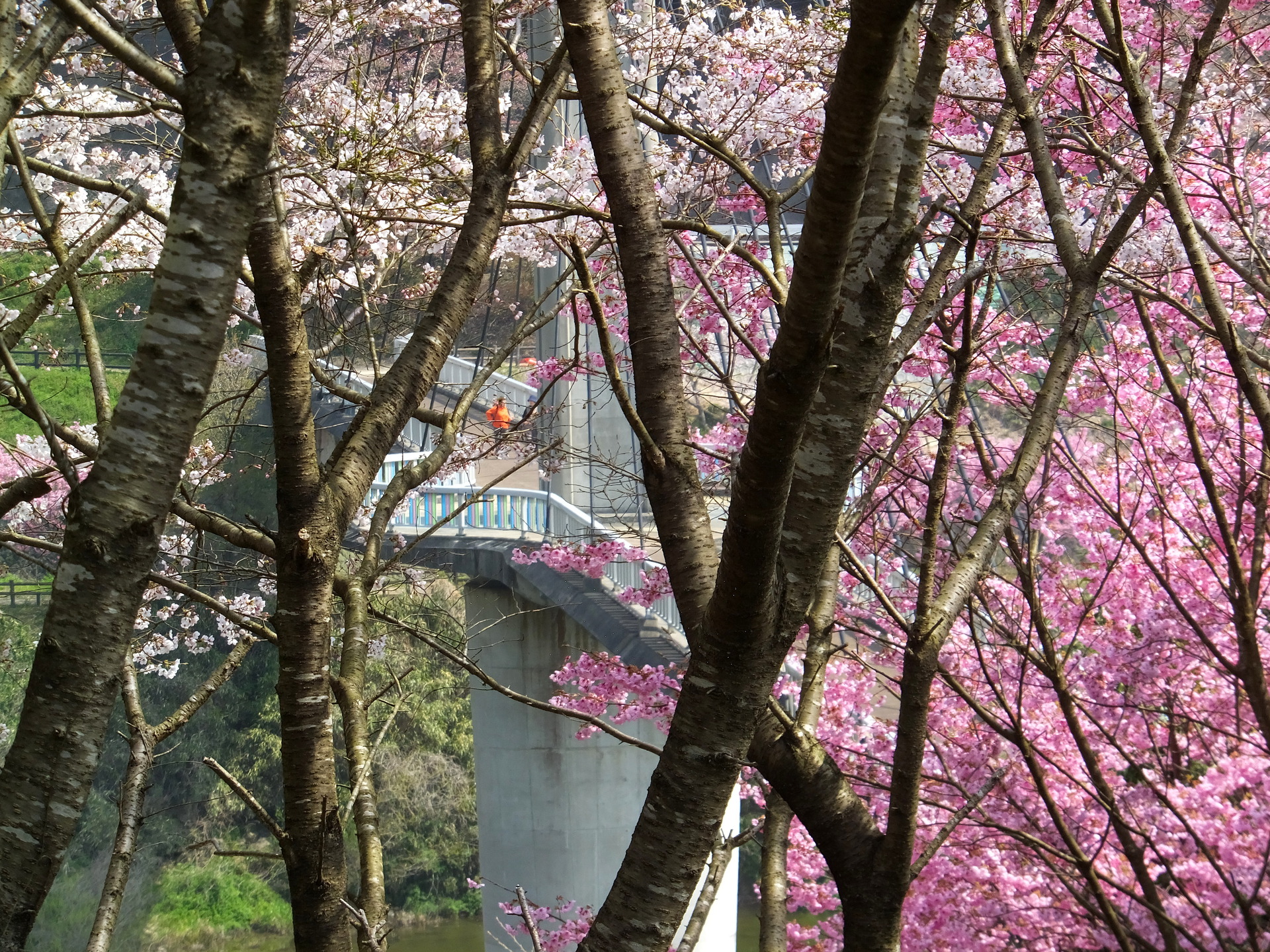 日本の風景 ある春の風景 壁紙19x1440 壁紙館