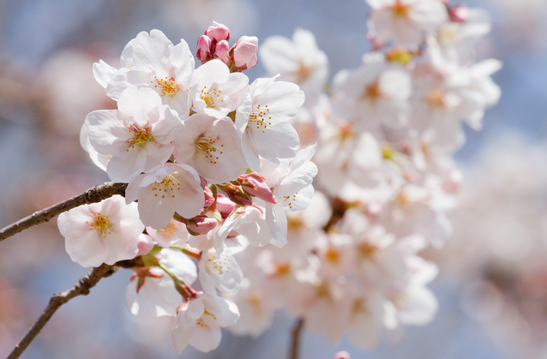 花 植物 ソメイヨシノ 壁紙19x1259 壁紙館