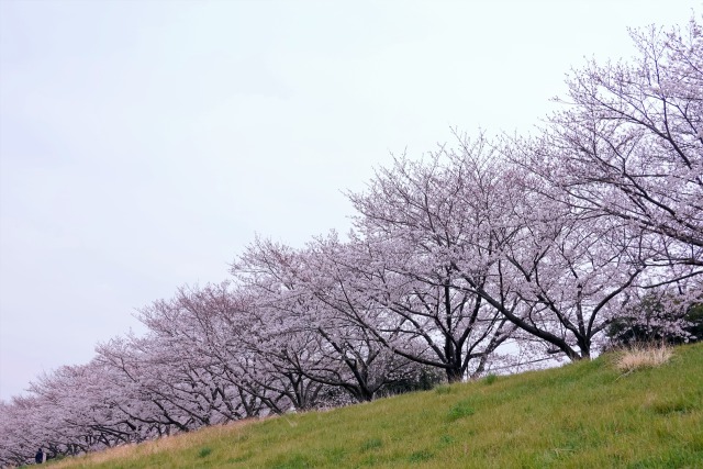 多摩川の桜並木