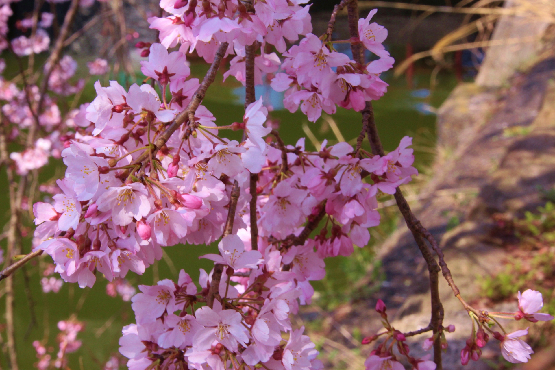 花 植物 しだれ桜一枝 壁紙19x1280 壁紙館