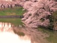 千鳥ヶ淵の桜