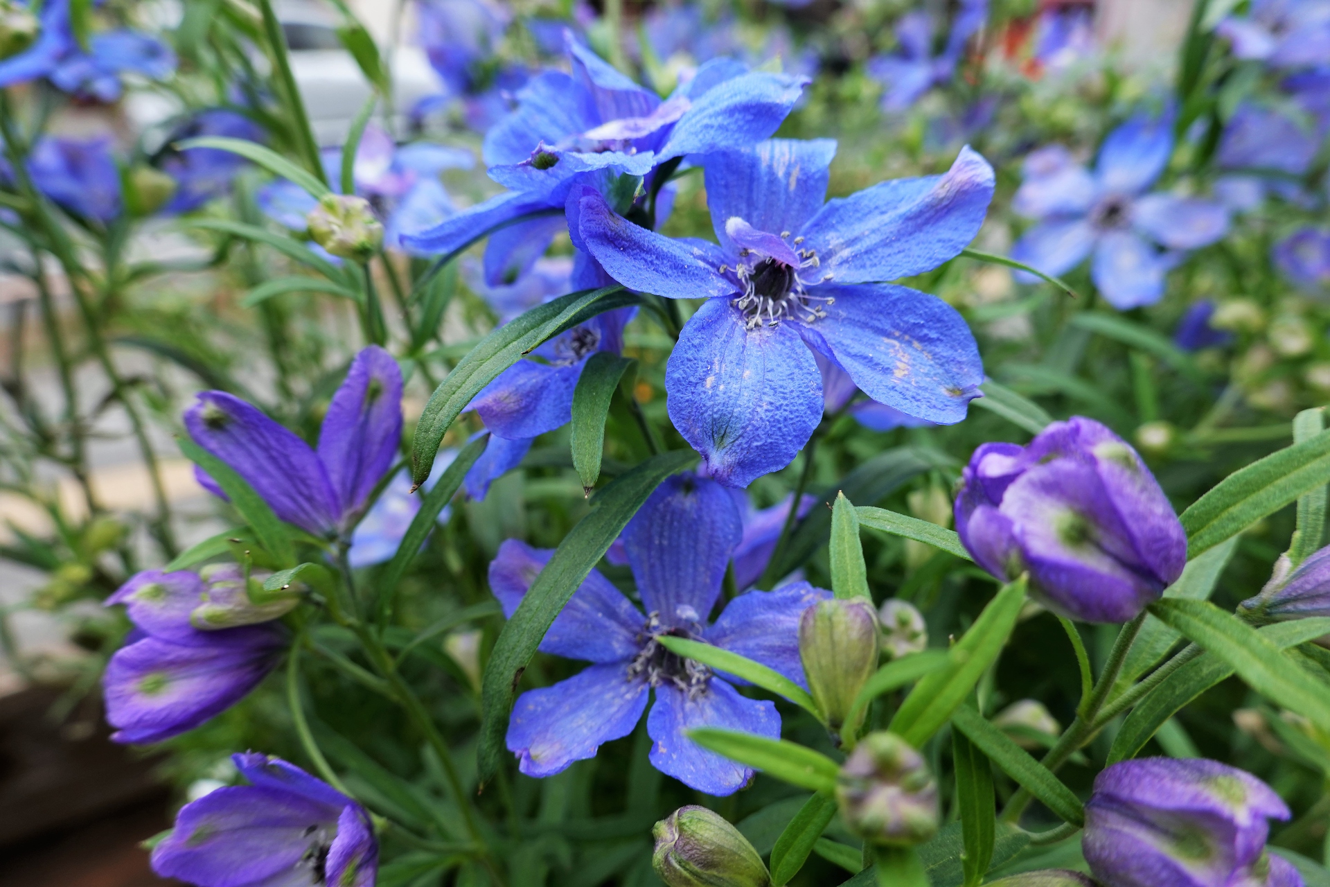 花 植物 デルフィニウム ミントブルー 壁紙19x1280 壁紙館