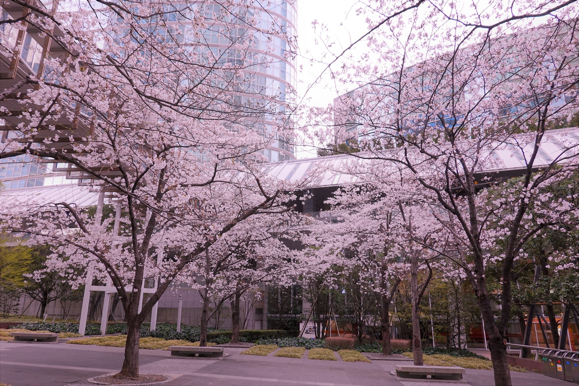 日本の風景 品川の桜 壁紙19x1280 壁紙館