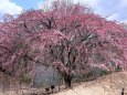 紅枝垂れ桜