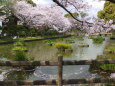桜舞う花見日和の公園で
