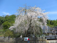 枝垂れ桜 満開