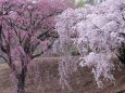 紅白の枝垂れ桜