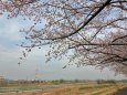 多摩川と桜