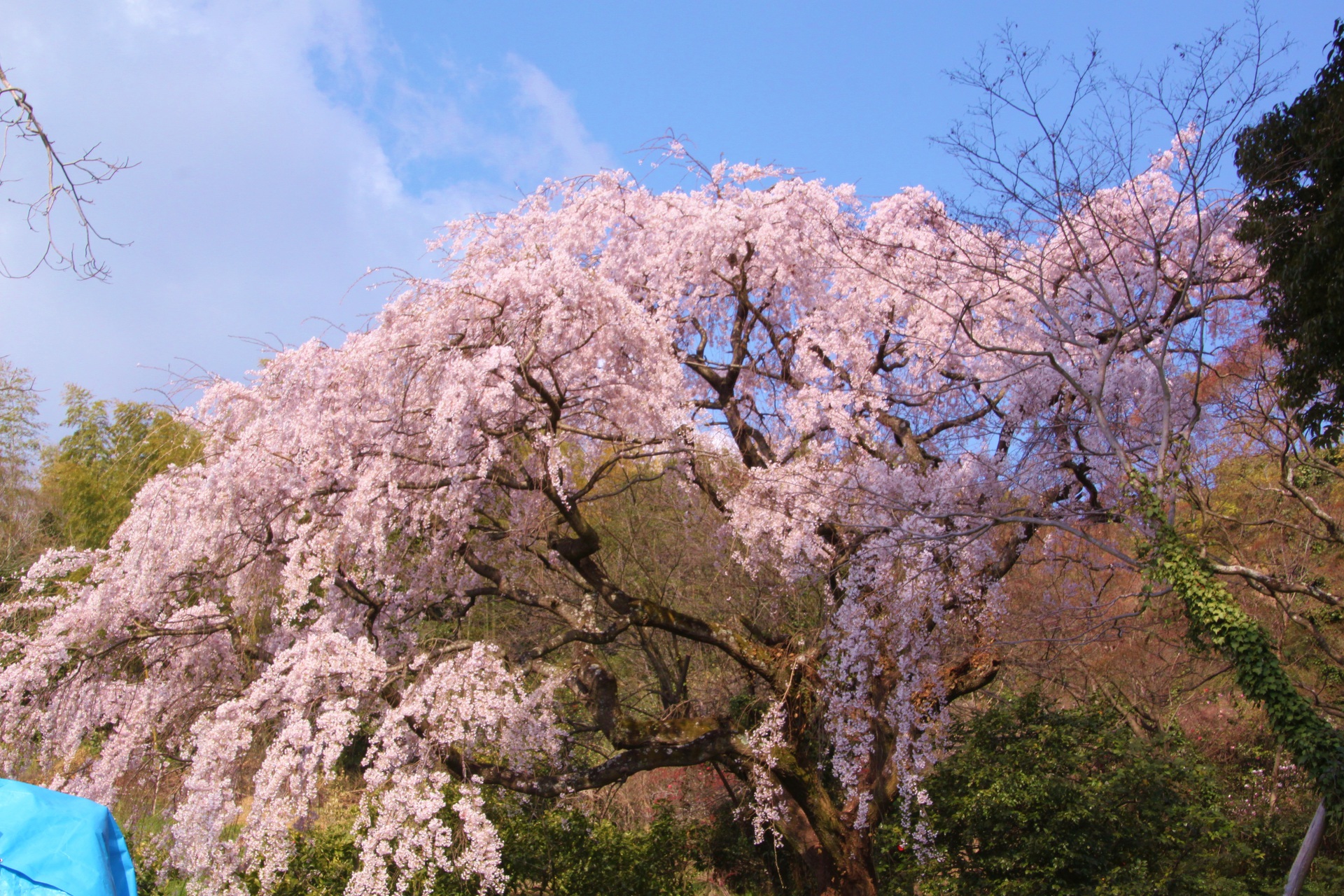 花 植物 民家のしだれ桜 壁紙19x1280 壁紙館