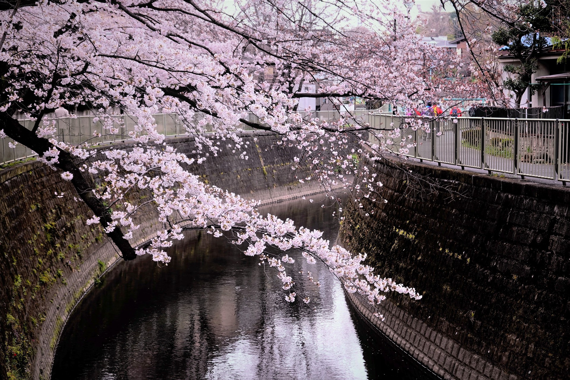 日本の風景 神田川の桜 壁紙19x1280 壁紙館