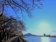 長良川の桜