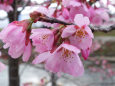 五分咲きの雅桜
