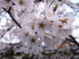 満開の淡墨桜