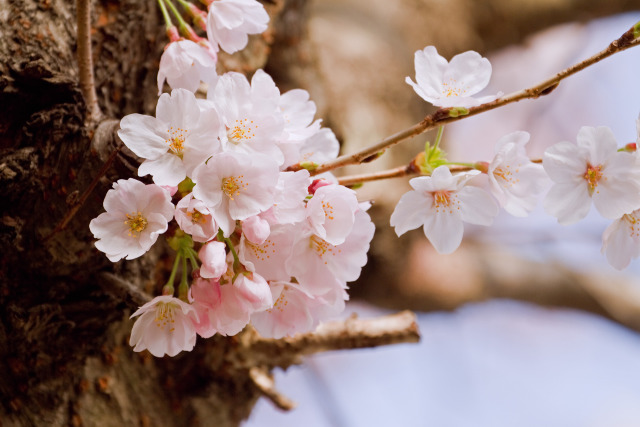 散歩道の花 1904-5-1