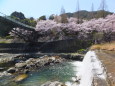 川辺の公園の桜