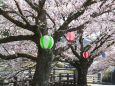七山村役場前の桜