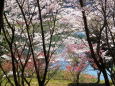 ダム湖畔の桜