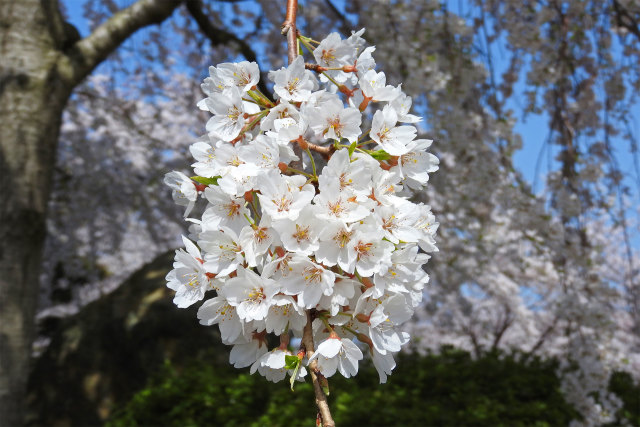 桜 sakura7 枝垂れ桜