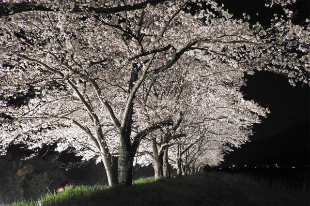 桜 sakura9 Light-up