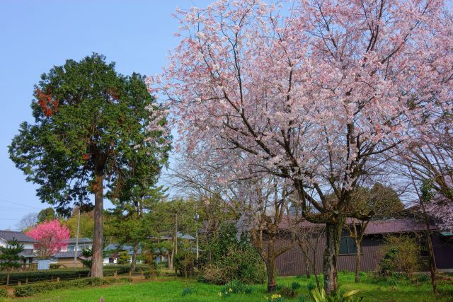 城福寺前の枝垂れ桜#2