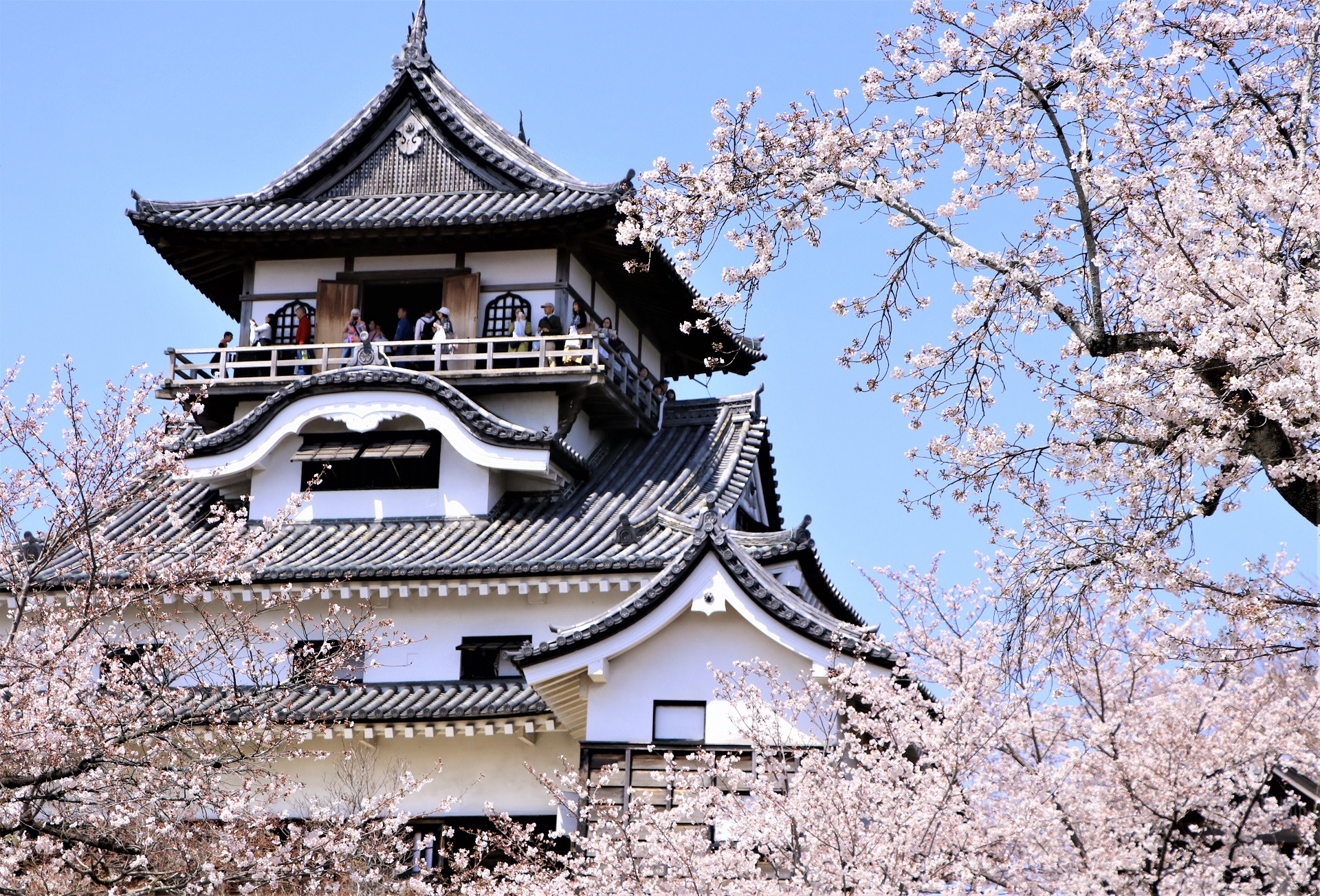 日本の風景 国宝犬山城ざくら 壁紙19x1304 壁紙館