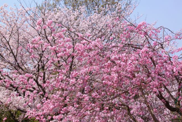 満開の桜