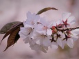 桜:嵐山