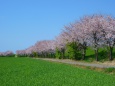 江上の麦畑と桜
