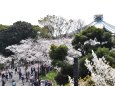 武道館前の桜