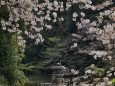 桜咲く新宿御苑