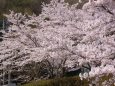 満開の桜山