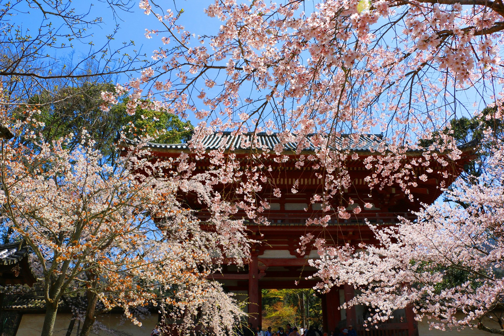 日本の風景 醍醐寺桜 壁紙19x1280 壁紙館
