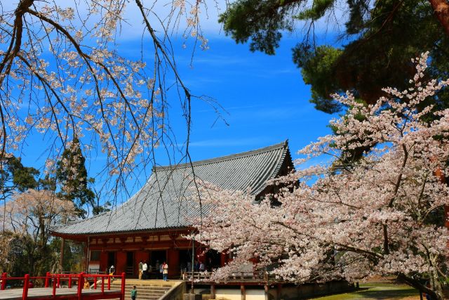 醍醐寺桜