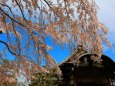 醍醐寺桜