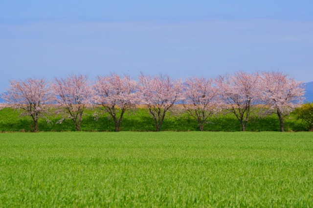 七本の桜と麦畑