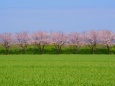 七本の桜と麦畑