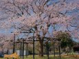 池泉の一本桜
