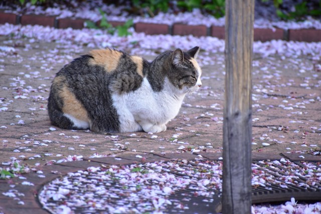 桜の木の下の猫