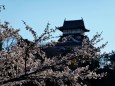 国宝犬山城の桜