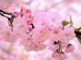 八重桜:一様