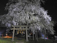桜 sakura14 Light-up