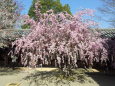 夢殿境内の桜