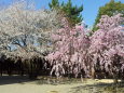 夢殿境内の桜2