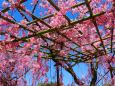 平安神宮桜