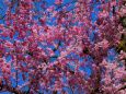 平安神宮桜
